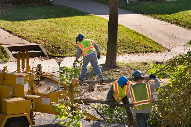 Newington, VA Tree Service Company